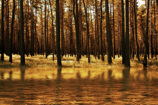 forest without cake without mushrooms without gras without aegeria