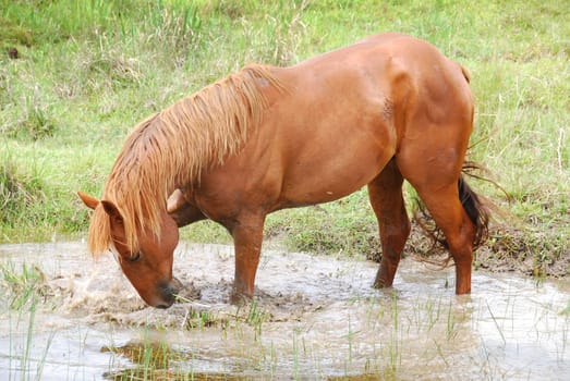 Stallion in front of the mud bath