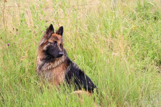 German shepherd