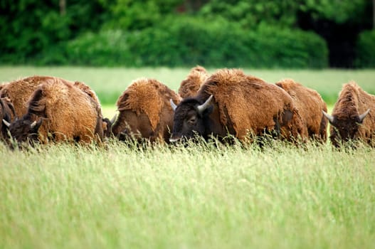 Bison herd on migration