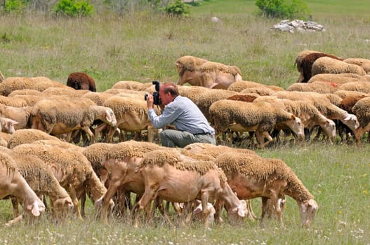 Lacaune Dairy Sheep,France,Roquefort Region