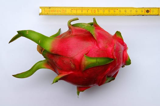 Red Dragon Fruit,Size Comparison