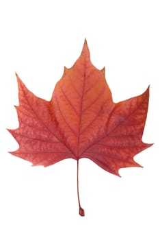 Leaf