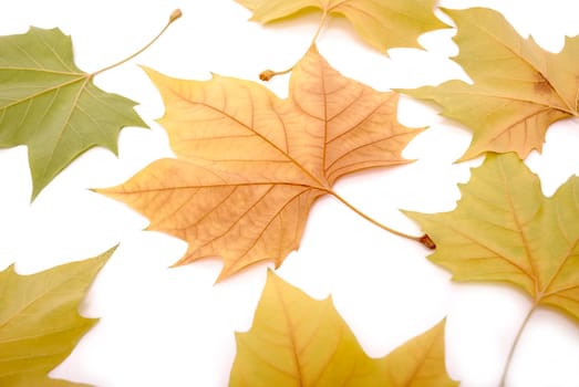 Leaves