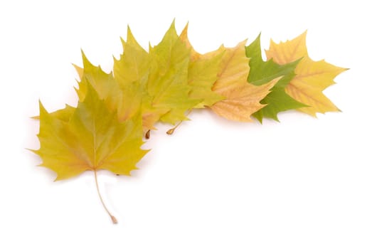 Leaves