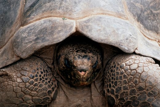 Galapagos Tortois