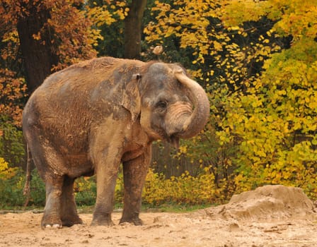 This Asian elephant had a lot of fun grooming!