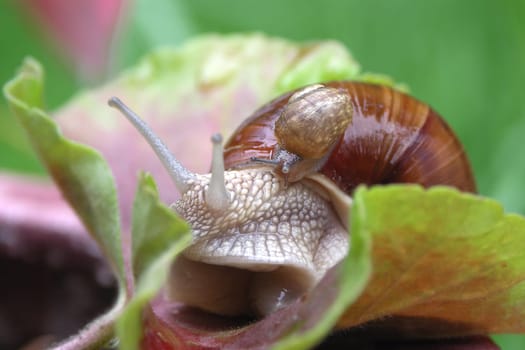 Small a big garden snail on leaf muscate