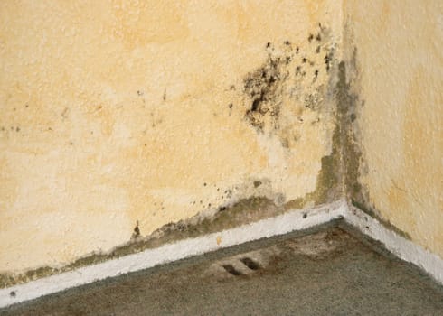 Mould