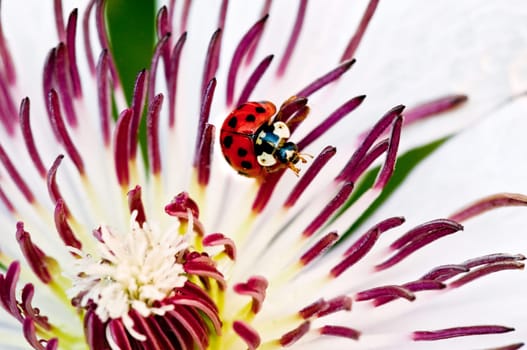 Ladybird