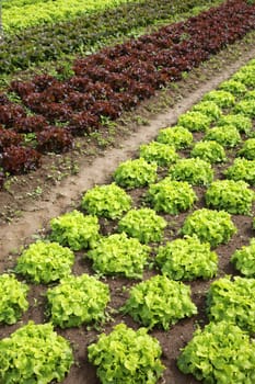 Lettuces in the fields