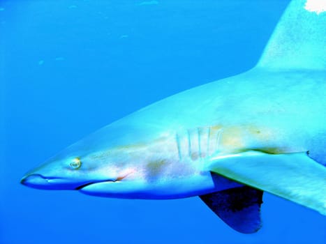 The oceanic whitetip shark can be caught in Egypt in the southern Red Sea. This photo was also taken there.