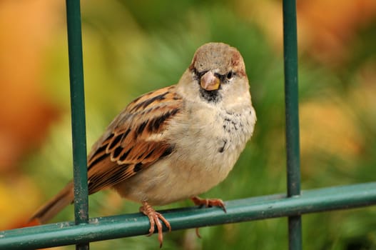 I caught this sparrow in Dresden.