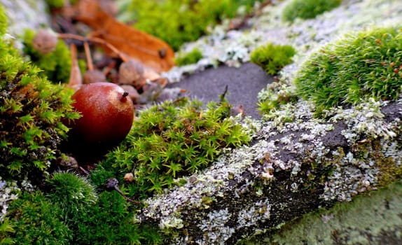 Autumnal world in miniature