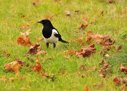 She is a clever but also shy magpie.