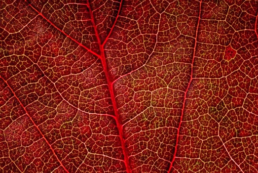 Red Leaf