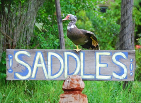 Duck on the sign