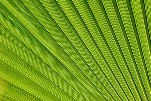 Palmem leaf