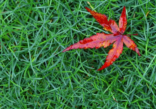 red fall leaf