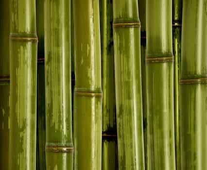 fine bamboo background