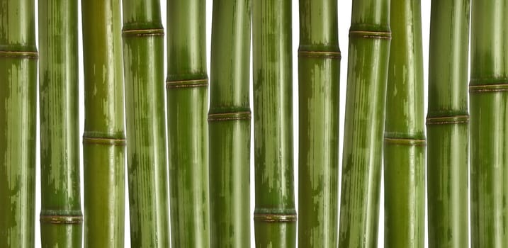 fine image of different bamboo, nature background