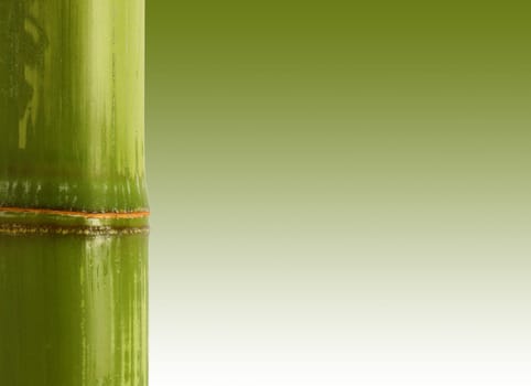 bamboo background