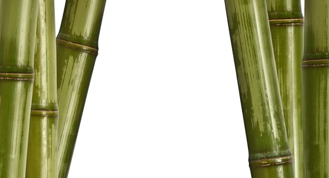 bamboo background isolated on white