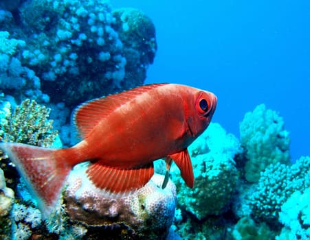 In the Red Sea