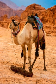 Parked Desert Ship