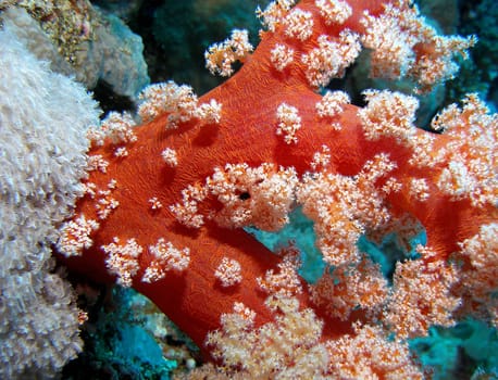 Detail of a sapling soft coral. Photographed in Egypt.