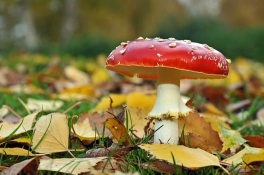 Fly agaric