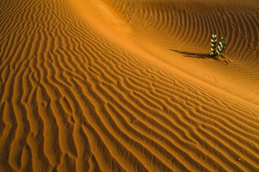 Desert 2