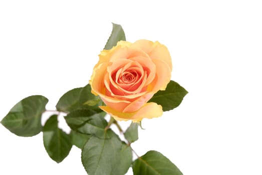 rose without hip without rosehip