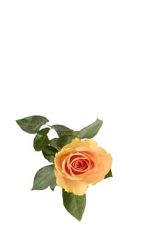 rose without hip without rosehip