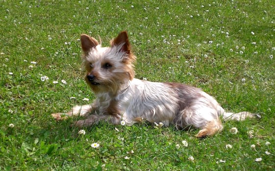 Reclining Yorkier Terrier