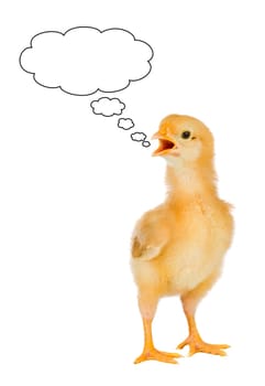 Speaking  chicken