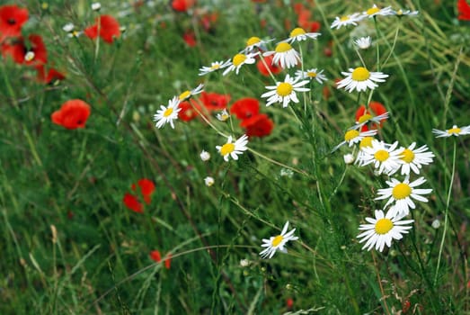 Summer Flowers