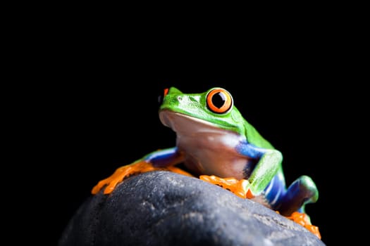 frog on a rock isolated black