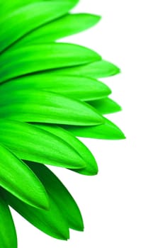 green daisy isolated on white