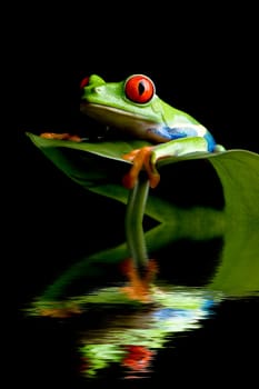frog on a leaf isolated black