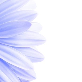 lavender petals highkey isolated
