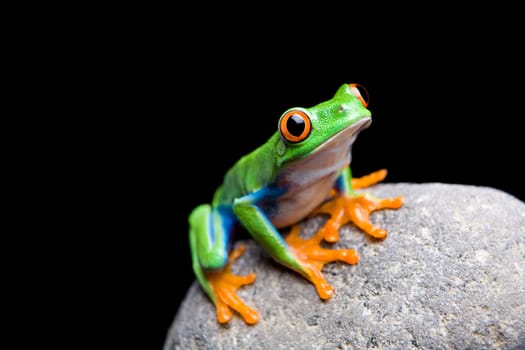 frog on a rock isolated