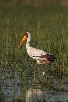 Hungry (Mycteria ibis)