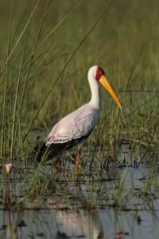 Hungry (Mycteria ibis) stands in shallow water in the Okavango Delta,Botswana