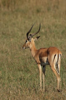Impala (Aepyceros melampus) in the Okavango Delta,Botswana
