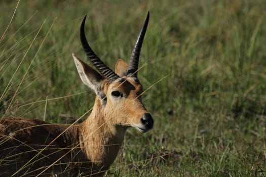 Portrait of a Red Lechwe (Kobus leche leche) in the Okavango Delta,Botswana