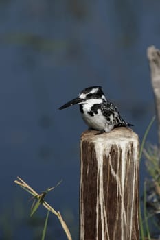 Greyfisher (Ceryle rudis) in the Okavango Delta,Botswana