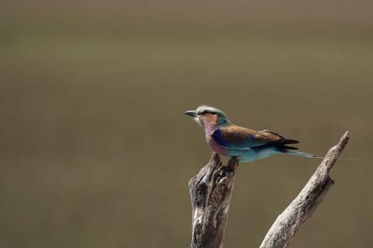 Roller (Coracias caudata) in the Okavango Delta,Botswana