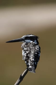 Greyfisher (Ceryle rudis) in the Okavango Delta,Botswana