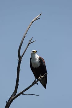 Lesser spotted eagle (Haliaeetus vocifer) in the Okavango Delta,Botswana